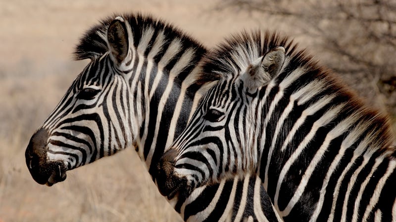 Serengeti National Park, Tanzania